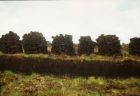 Peats rewalled (three rows of peats built into one)