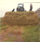 Silage making.