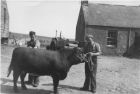 Ian and Robbie Wisely with a shorthorn bull