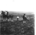 Sowing Turnips