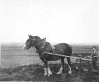 Sowing turnips